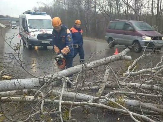 Упавшее дерево перекрыло федеральную трассу в Хабаровском районе