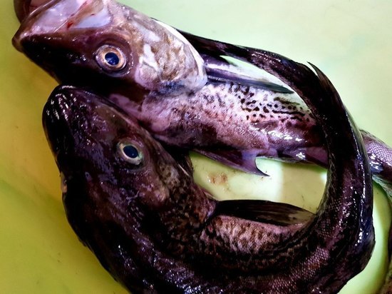 Тонны свежей рыбы раздадут в Северо-Курильске в понедельник