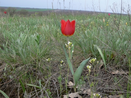В Волгоградской области нашли новые популяции тюльпана Шренка и ириса