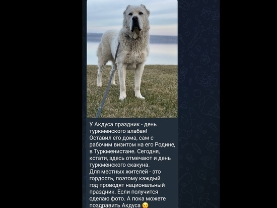 Минниханов предложил подписчикам поздравить его пса Акдуса с днём туркменского алабая