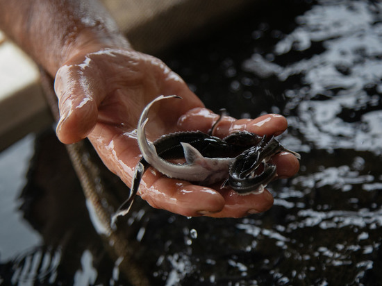 Места разведения рыбы в Башкирии сделают охраняемыми