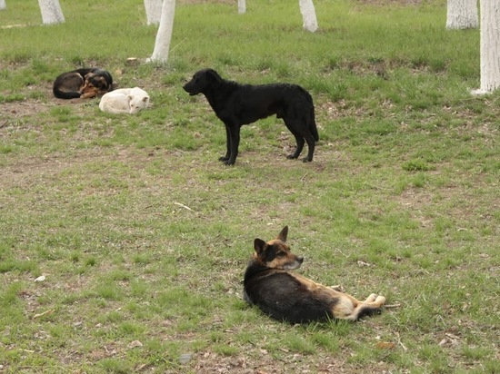 В Астрахани на мальчика во дворе напала стая собак