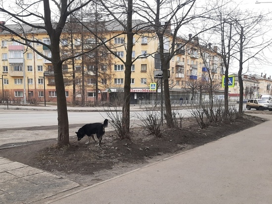 Как проходит собачья жизнь в одном из городов Карелии