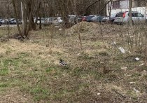 В Серпухове, во дворе дома, поселились кряквы - дикие утки