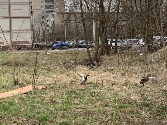 Во дворе многоэтажки в Серпухове поселились кряквы
