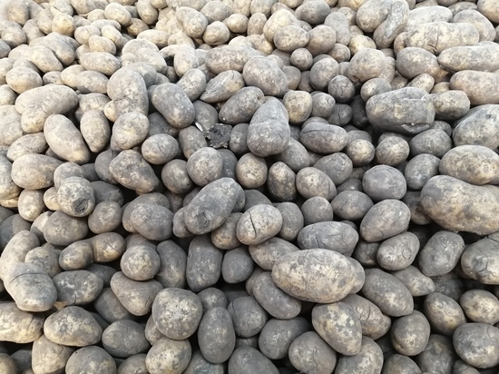 Шесть разных способов посадки картофеля по советам от опытных дачников в Сети