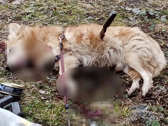 Кухонным ножом убит пес, жители Петрозаводска ищут его хозяев