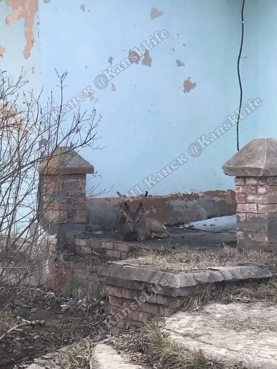 Зоозащитники спасли убегавшую от собак косулю в Канске Красноярского края