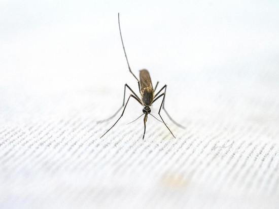 О случаях малярии в Псковской области рассказал Роспотребнадзор