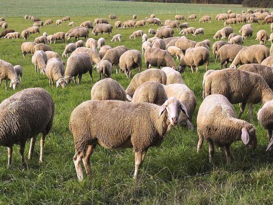 Стадо овец и баранов, завезенных в Калининградскую область из Чехии,  заперли на карантин - МК Калининград
