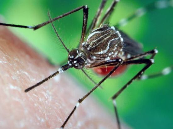 На Дону за год зафиксировали пять случаев завозной малярии