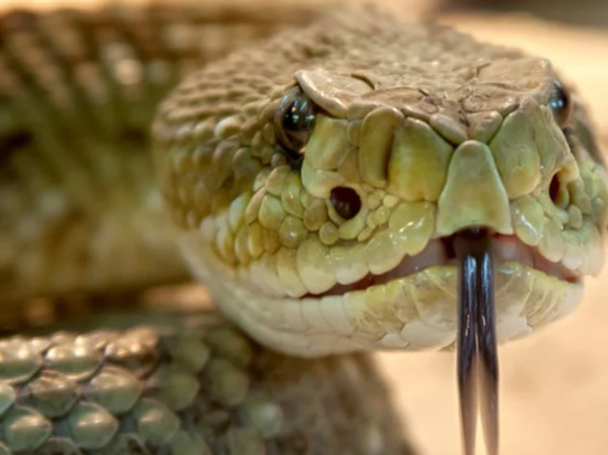 Житель Приморья спас змею на трассе под Уссурийском
