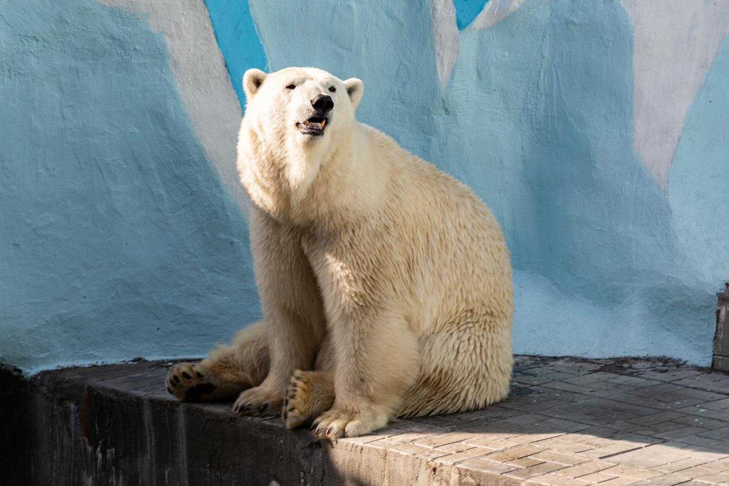 Животные новосибирского зоопарка