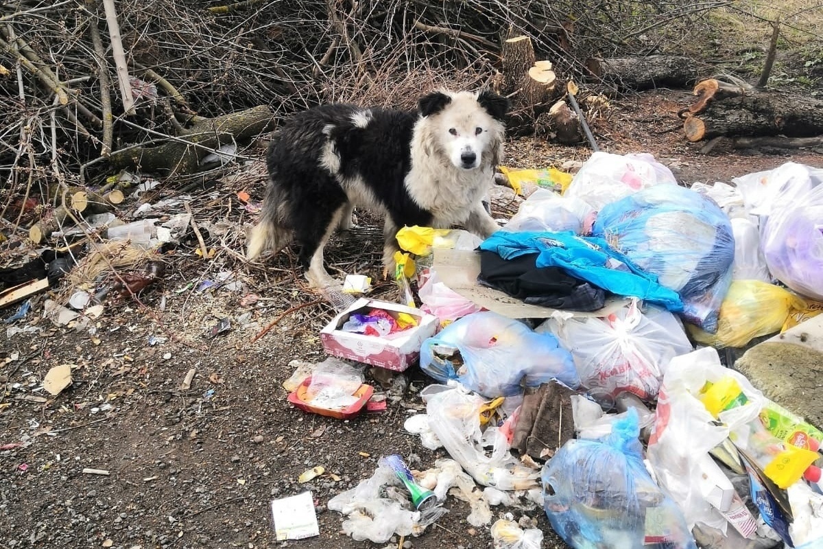 Брошенный пес питается на помойке и ждет хозяйку возле дома в Тверской  области - МК Тверь