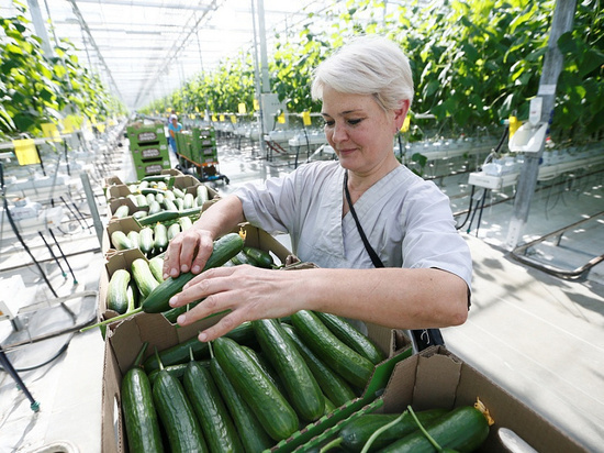 Краснодарский край вошёл в тройку регионов-лидеров по сбору тепличных овощей