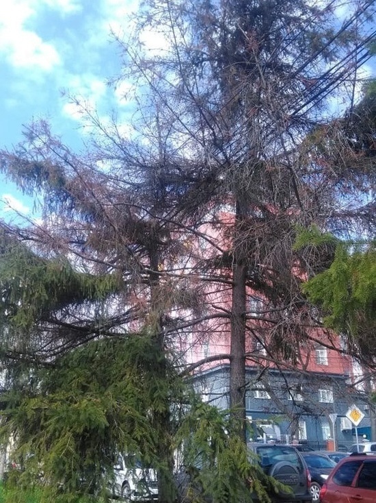 В Курске снесут засыхающие ели в Первомайском парке на улице Урицкого