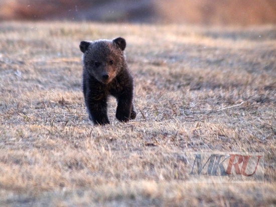 Нацпарк «Красноярские Столбы» закроют на месяц из-за пожаров и медведей
