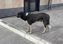 Жительница Барнаула в сообществе «Инцидент Барнаул» рассказала о нападении стаи собак
