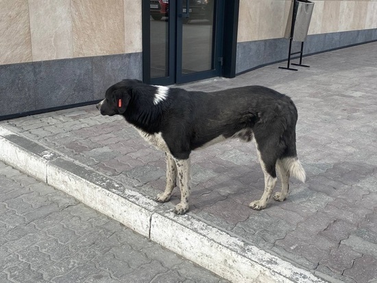 Барнаульскую студентку покусали бродячие собаки