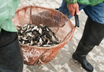 В последний месяц «МК в Астрахани» неоднократно рассказывал, с какими проблемами сталкиваются астраханские рыбаки-промышленники