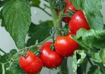 Специалисты компании Gardeners' World раскрыли секреты, которые помогут вырастить хороший урожай помидоров
