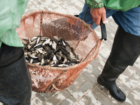 «Если мы не будем работать - рыбы не будет в стране»: астраханские рыбаки рассказали о не состыковке закона с реальностью
