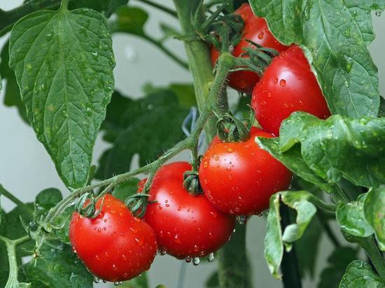 Эксперты рассказали, почему томаты нужно сажать на солнечной стороне
