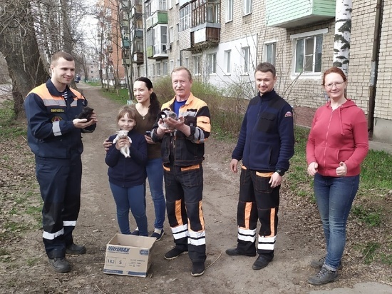 Ярославские спасатели спасли кошачью семью