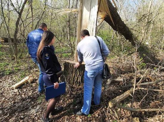 В Воронежской области незаконно вырубили 60 тополей на территории заказника
