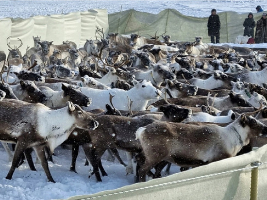 Препараты российские, сбоев с поставкой нет: на Ямале за несколько месяцев против сибирской язвы привили 200 тысяч оленей