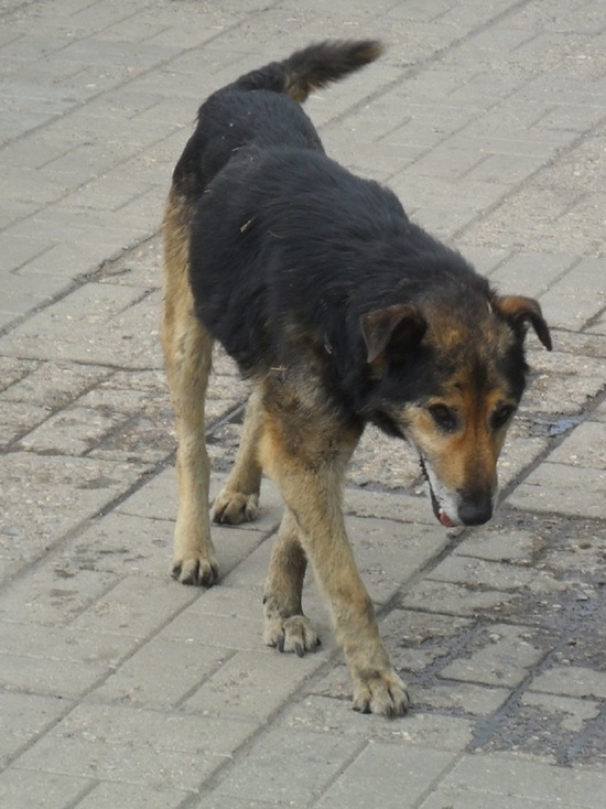 В Тверской области дети боятся ходить в школу из-за собак