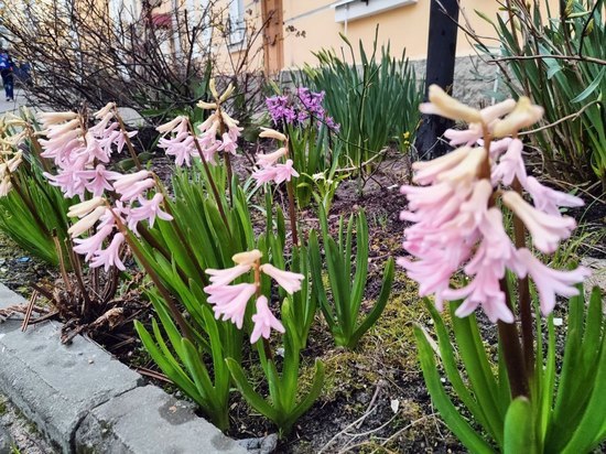 Высаженные первые весенние цветы в Петербурге рискуют замерзнуть - МК  Санкт-Петербург