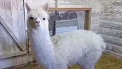 В челябинском зоопарке альпаке Еремею привезли невесту: видео красавицы Дуси