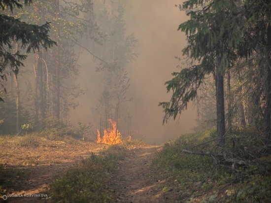 Совсем скоро в Карелии начнется пожароопасный сезон