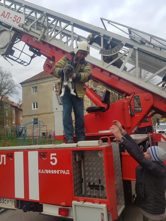 Калининградские пожарные спасли кота, просидевшего на верхушке дерева три дня