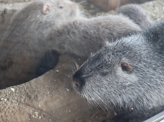«Мышебобры» из Южной Америки появились в зоопарке на Сахалине