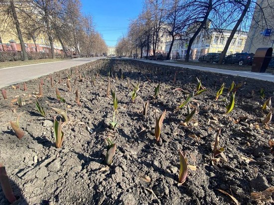 Жителям Кемерова предложили угадать, когда распустится первый тюльпан