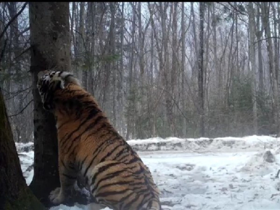 Тигр Джек в Хабаровском крае в порыве чувств покусал дерево