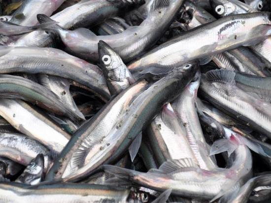 «Рыбы очень много»: мойва активно выбрасывается на берег в центре Сахалина