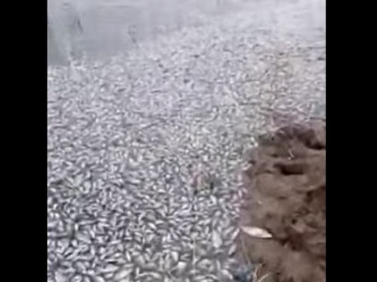 Очередной большой замор рыбы произошёл на одном из озер в Омской области