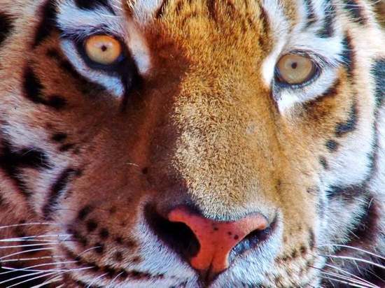 В сети появились кадры переклички тигра с оленями в Сихотэ-Алинском заповеднике