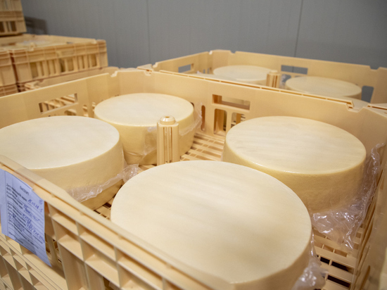  На Сахалине запустили промышленное производство полутвердых сыров