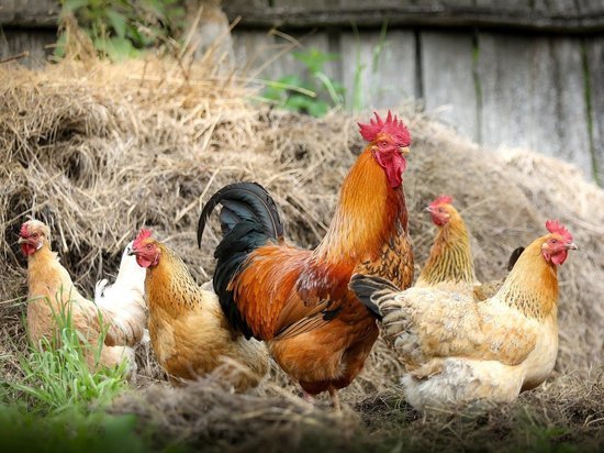 Жительница Правдинского района украла у соседки петуха и четырех куриц и сварила из них суп
