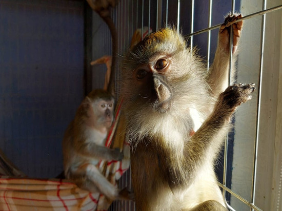 Волгоградские полицейские обнаружили в автобусе клетку с обезьянами