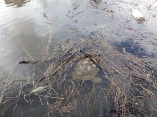 Во Владимире в городском пруду поселилась большая черепаха