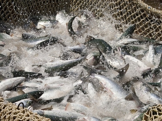 Судьбу лосося в Хабаровском крае обсудили в Совете федерации