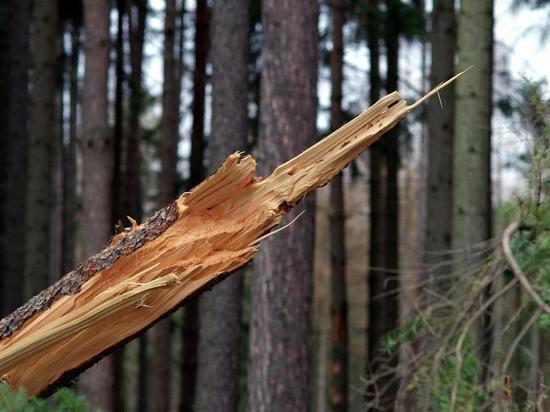 Ветер повалил деревья на трассе для скандинавской ходьбы в Южно-Сахалинске