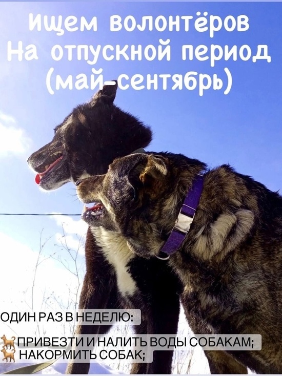 В Лабытнанги ищут желающих покормить собак во время отпусков волонтеров