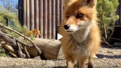 Челябинская лисичка Майя отмечает свой день рождения