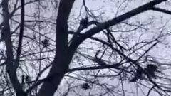 На Владимирском шоссе в Муроме стая птиц набросилась на куницу